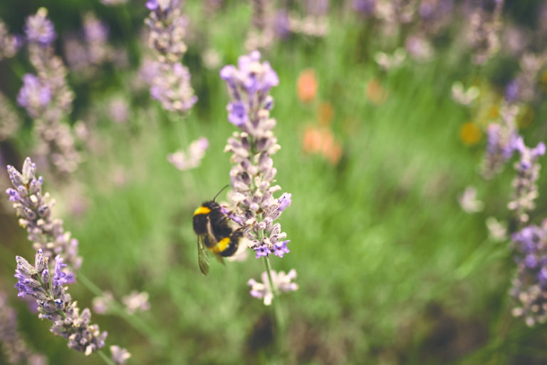 Lavendel richtig gießen › Gartenbewässerung Tipps