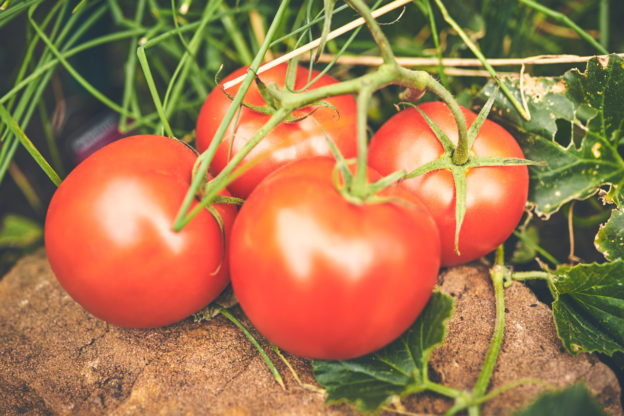 Tomaten richtig gießen